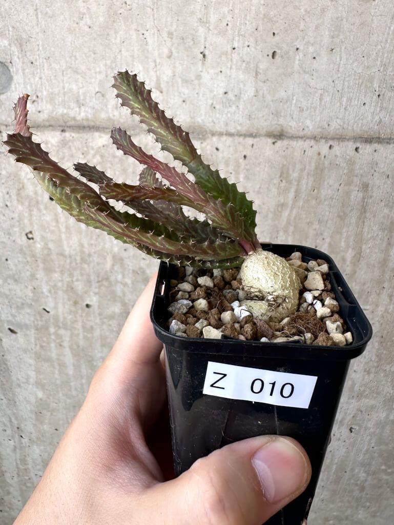 現品限り】ユーフォルビア・ステラータ 飛竜【Z10】 Euphorbia