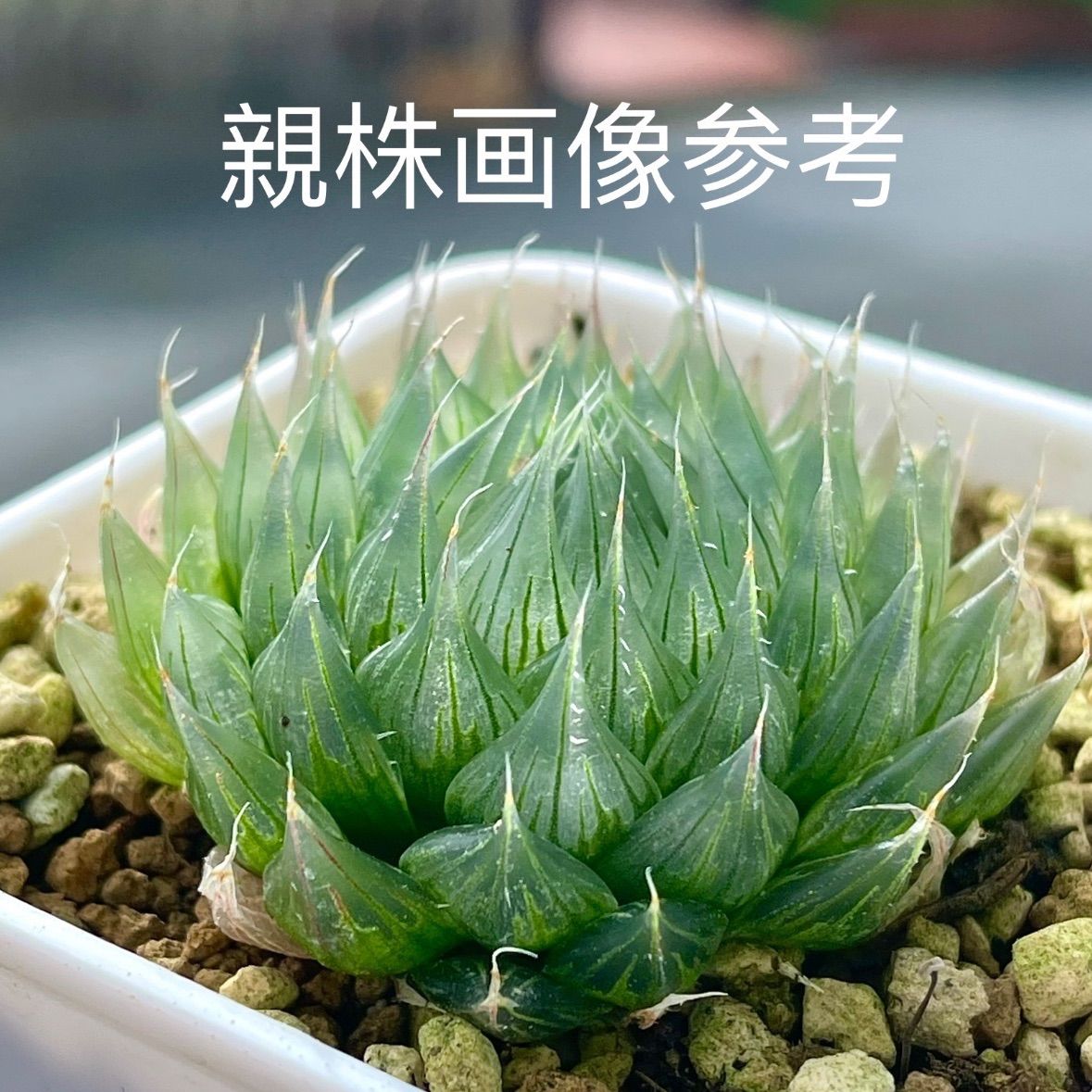 多肉植物 観葉植物 ハオルチア ハオルシア ベネチア変異株 - メルカリ