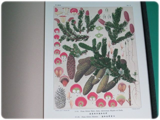 美品/覆刻 北海道主要樹木図譜 宮部金吾 工藤祐瞬 北大/aa3912 美品&frasl;覆刻 北海道主要樹木図譜 宮部金吾 工藤祐瞬 北大&frasl;aa3912