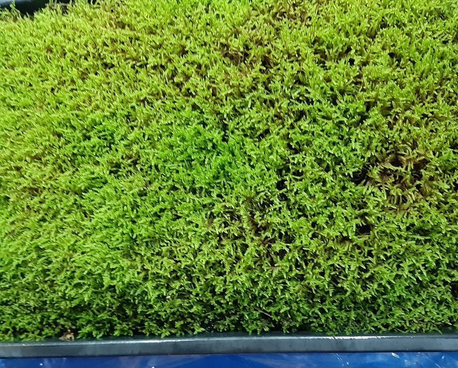 継ぎ足し品☆10個セット◎ハイゴケ4年物◎造園最適 苔玉☆厚2〜3cm