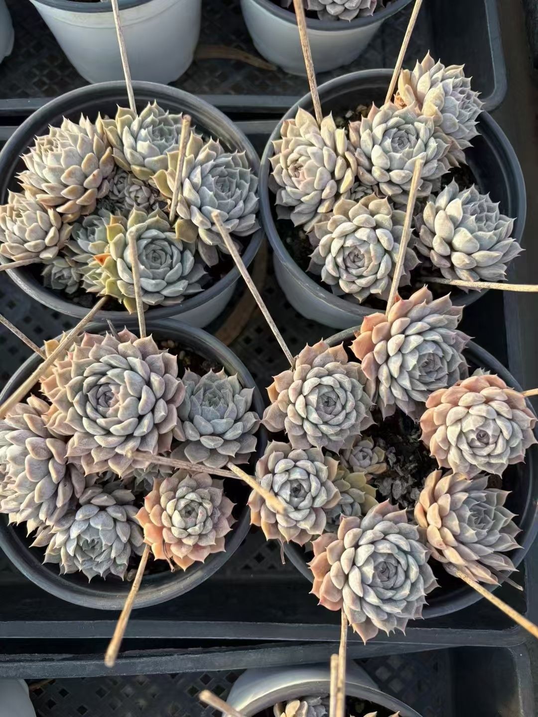 抜き苗 マリーベル XJB554×15株 ふっくら 多肉植物 エケベリア
