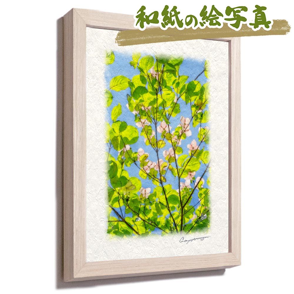 和紙の絵写真 「青空とヤマボウシの白い花と若葉」 平面額縁付き