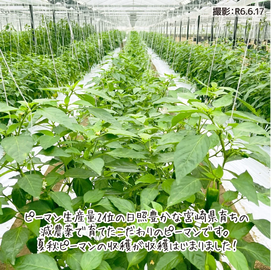 B品.規格外】ピーマン 緑 朝採り 宮崎県産 約3.0kg 新鮮 野菜 こだわり
