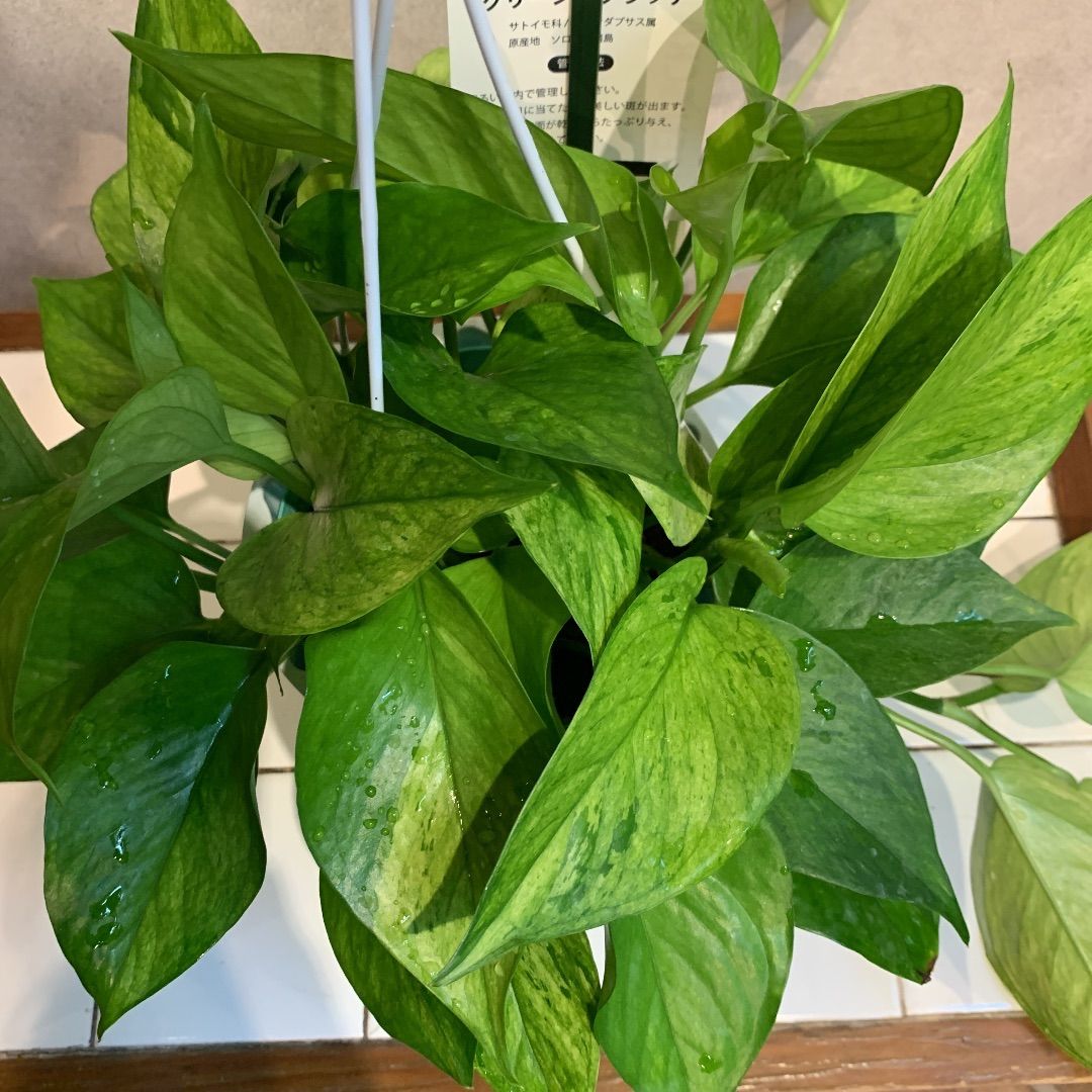 ポトス グリーンスクラッチ 【公式通販】