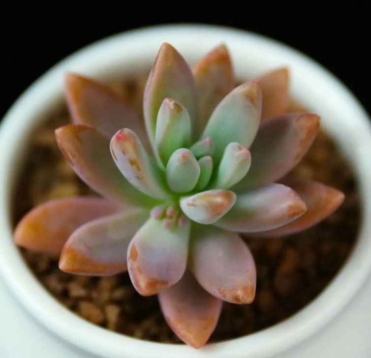 男*屋様 K1135 ヴィンセント・カトー 50株 多肉植物 抜き苗 エケベリア