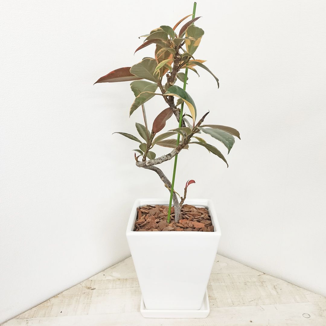 フランスゴム おしゃれ ゴム の 木 観葉植物 本物 フランスゴム