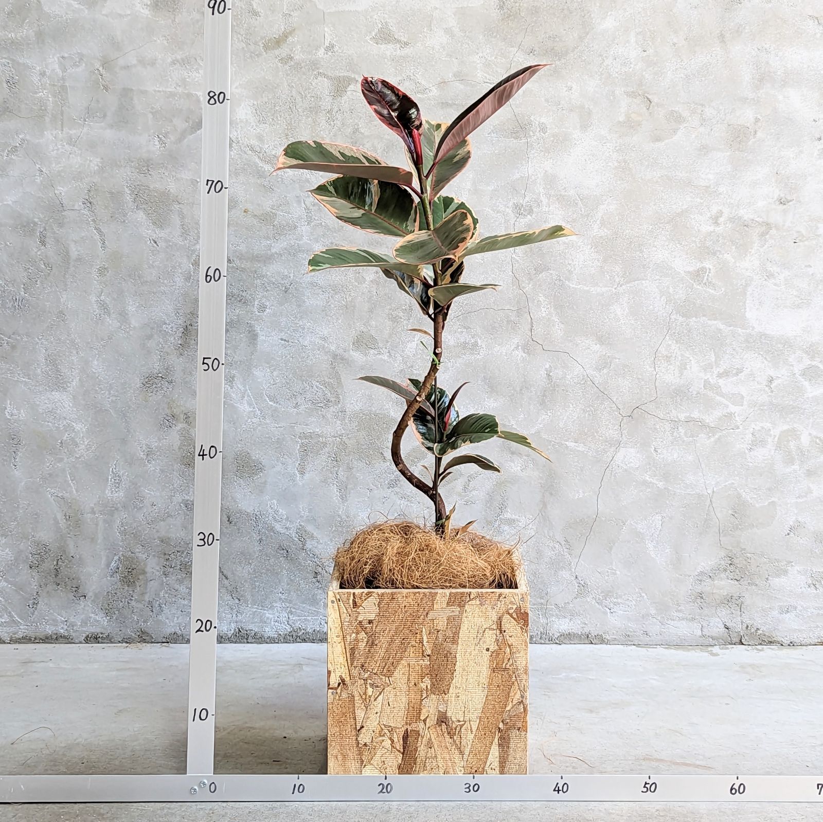 ［現品］97番　フィカスルビー　曲がり　8号　観葉植物　室内　ゴムの木 可愛い フィカス エラスティカ ルビー 【ウッドボックス付き♪】 ゴムの