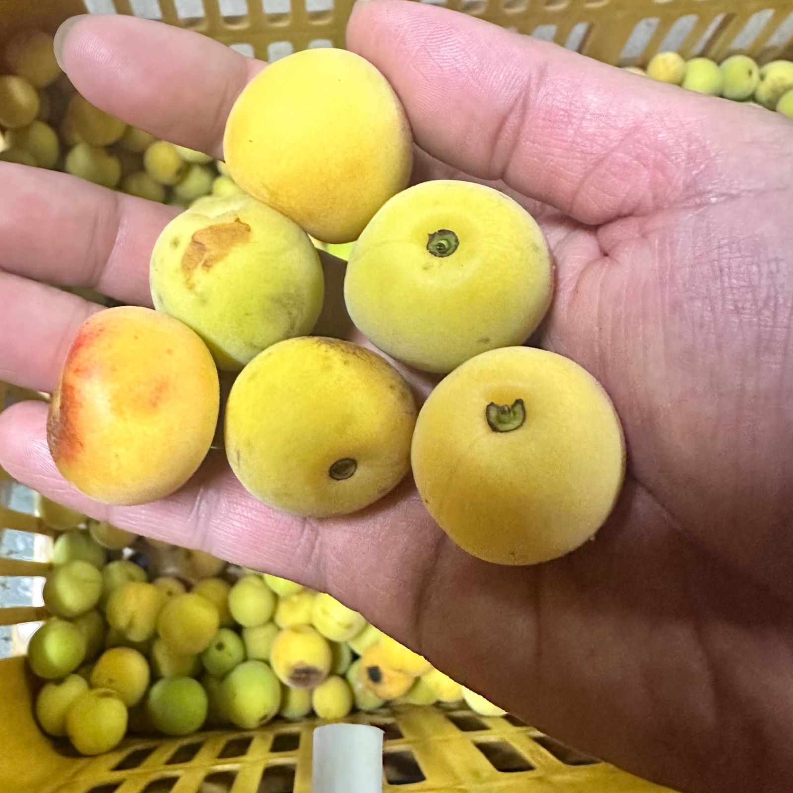02.隣県限定 常温 10kg 山形県産 谷沢梅 完熟 中熟 梅ジャム ジュース 10kg・隣県限定 常温】山形県産 谷沢梅 完熟 中熟 梅ジャム