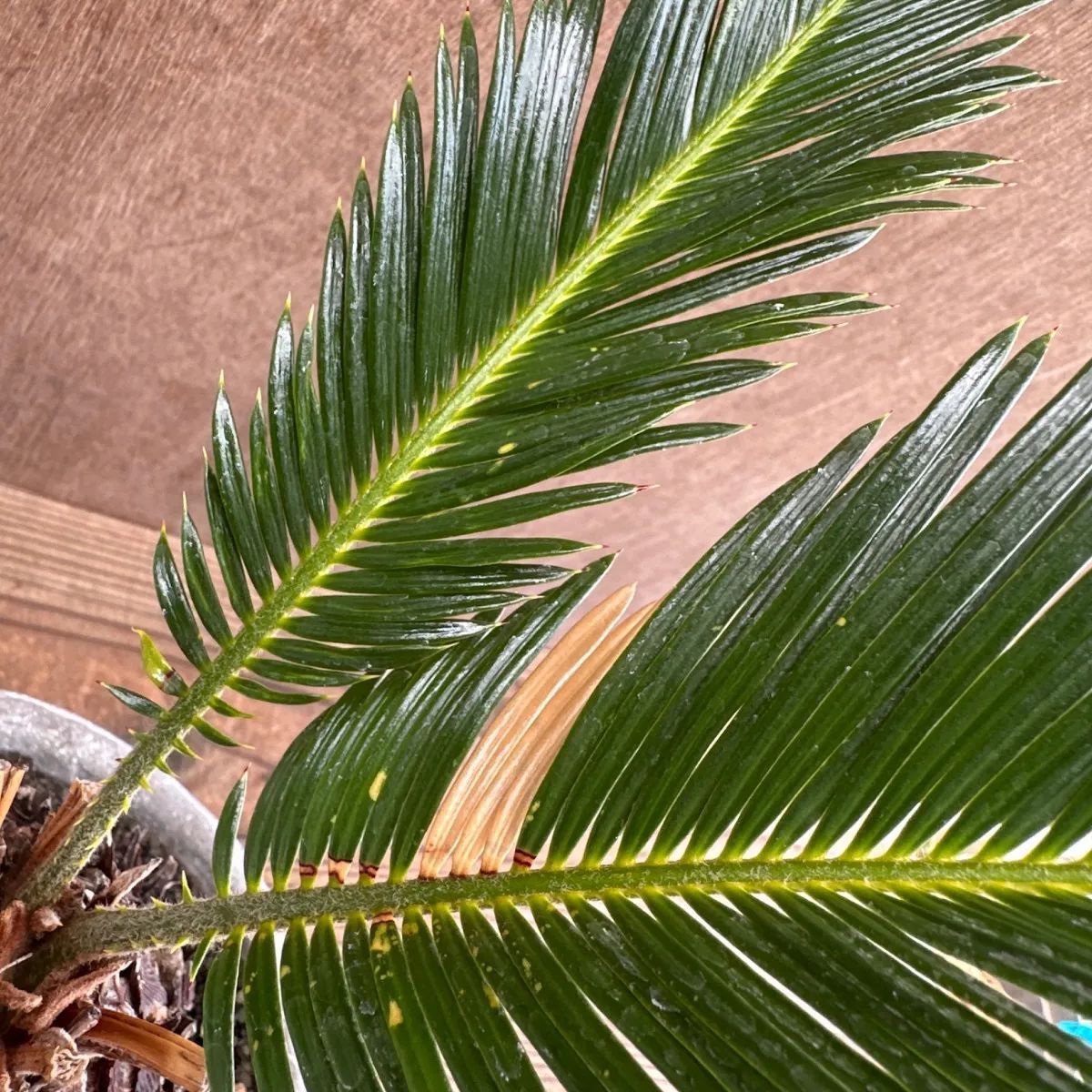 変異ソテツ　葉がうねる　ソテツ　蘇鉄　コーデックス　カクタス　サボテン　アガベ 蘇鉄（ソテツ）｜Cycas revoluta | DESERT INC.