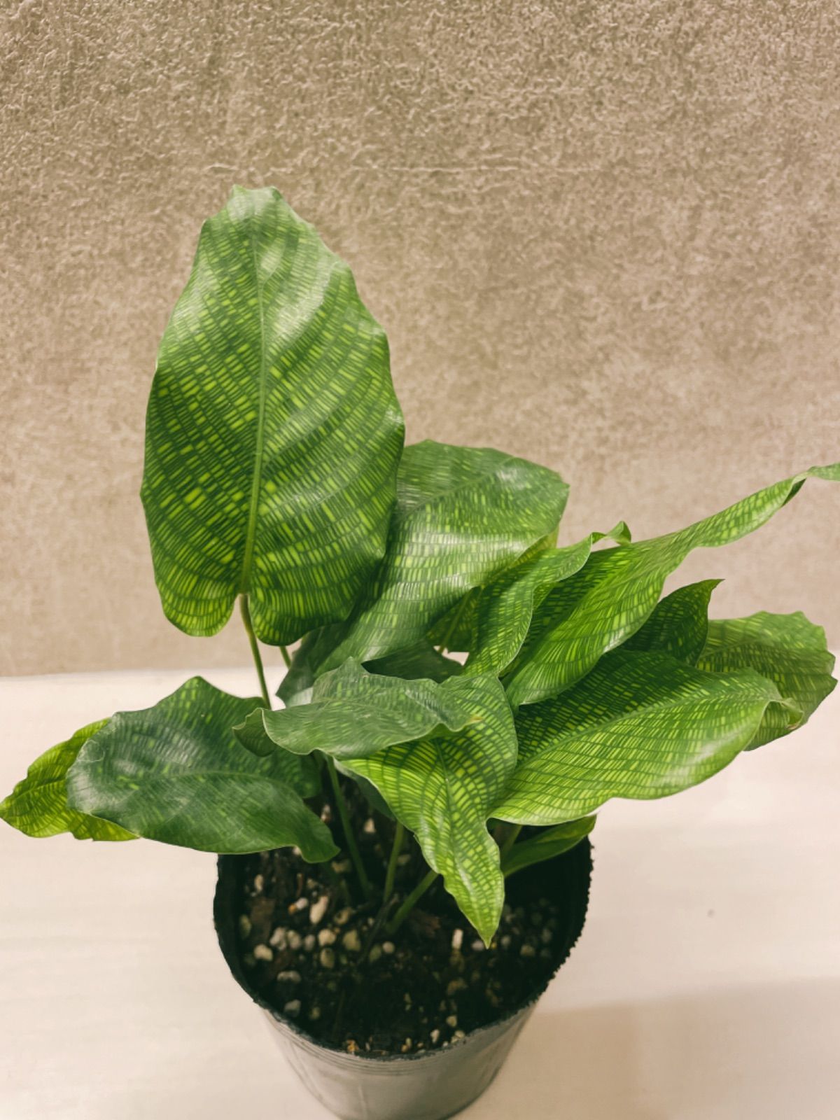 ◎＿◎；）☆斑入り カラテア・ムサイカ☆Calathea musaica variegated
