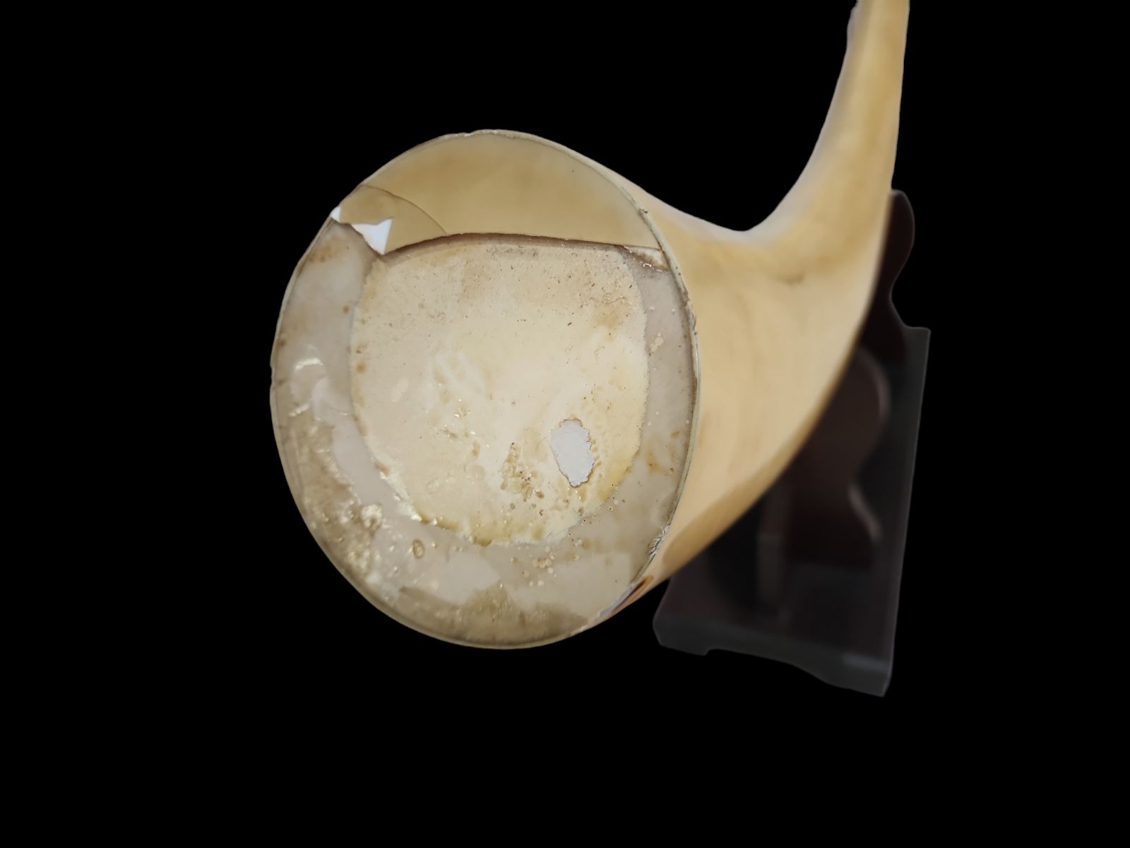 象牙風置物 練り物 一本 マンモス 特大 象牙風 置物 オブジェ