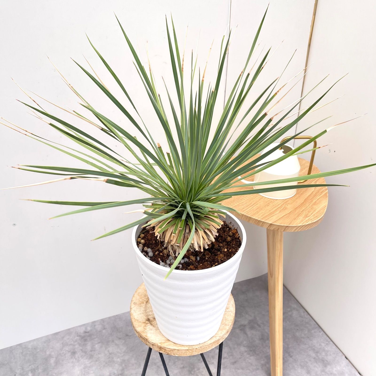 ユッカ ロストラータ サファイアスカイズ 16 現品 観葉植物 7号