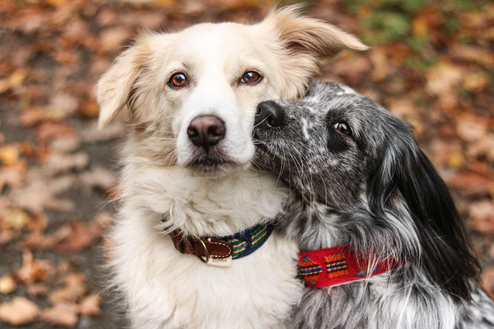 Etna Red スペイン製 高級犬用リード（小型犬 中型犬） Etna Red