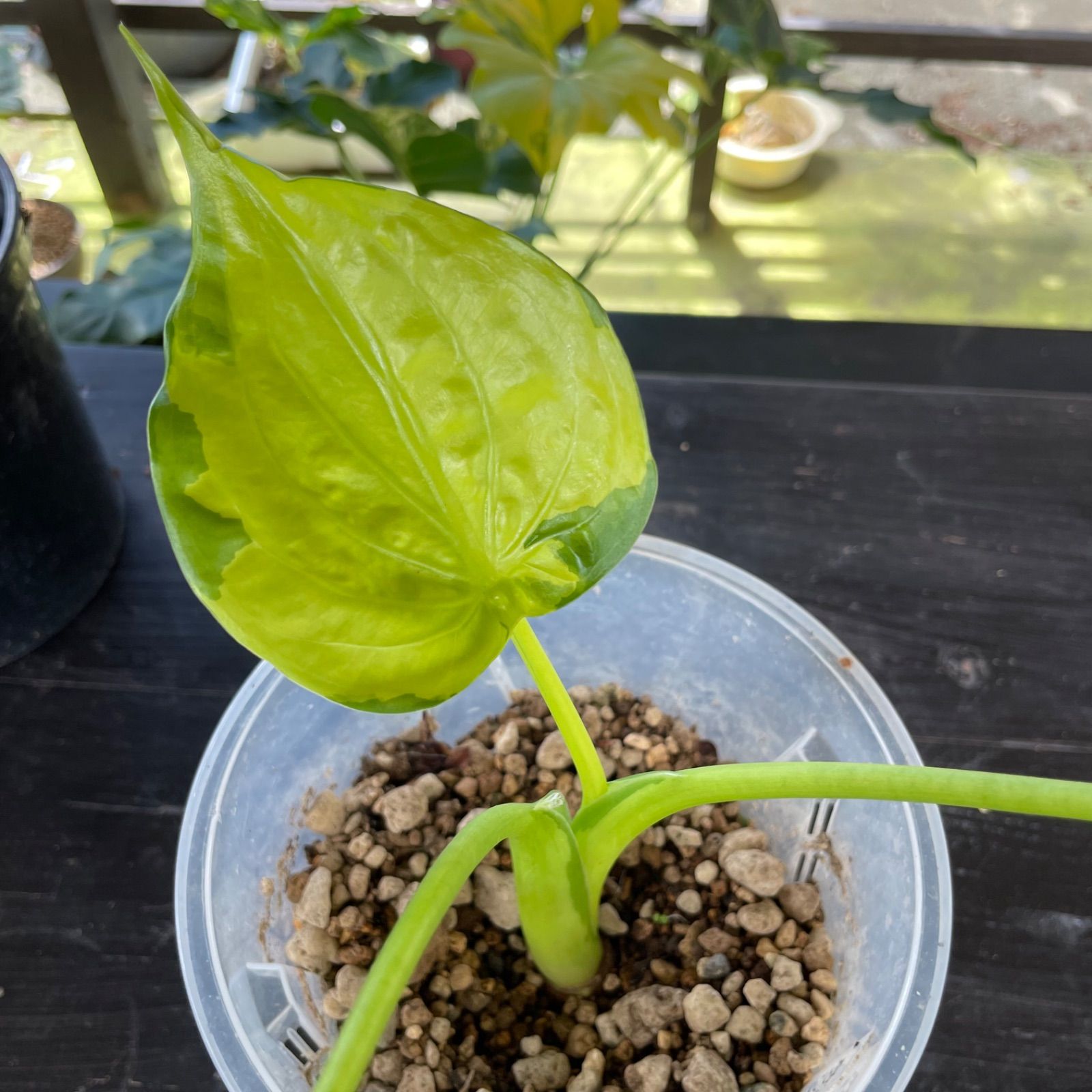 アロカシア ククラータ シマクワズイモ斑入り