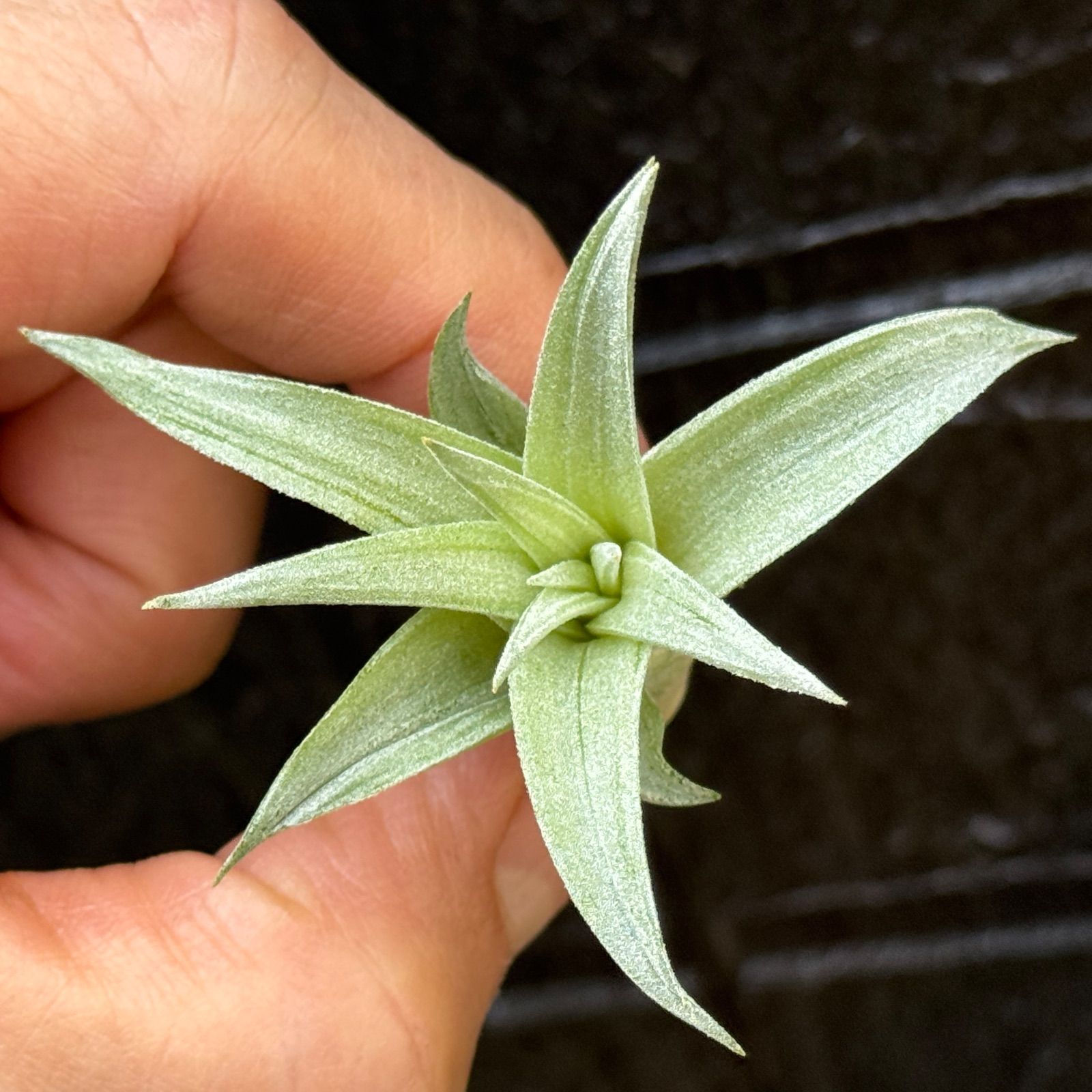 チランジア ハリシー × キセログラフィカ ハリシー × キセログラフィカ 01号 | air-plants TENGU-DO