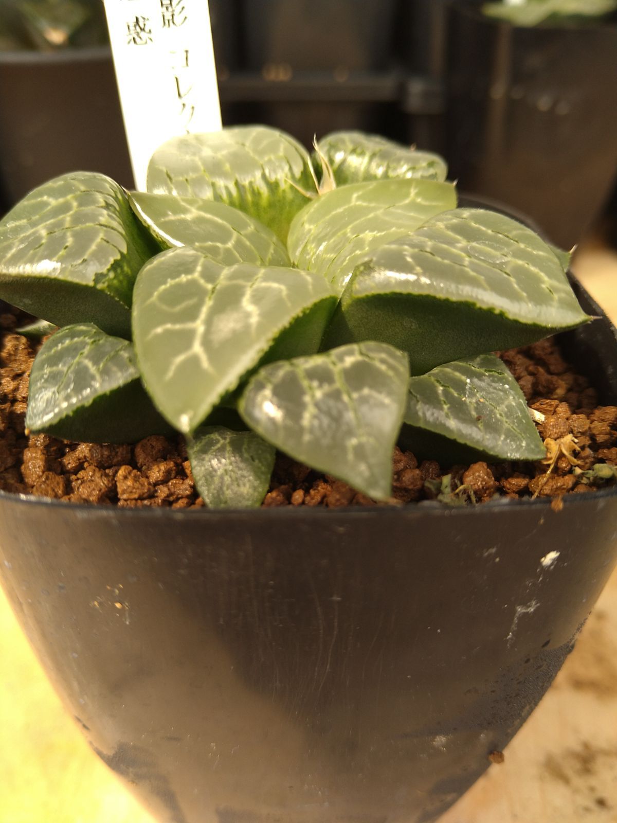 魅惑 花影コレクタ交配実生特選 ハオルチア 多肉植物 - メルカリ
