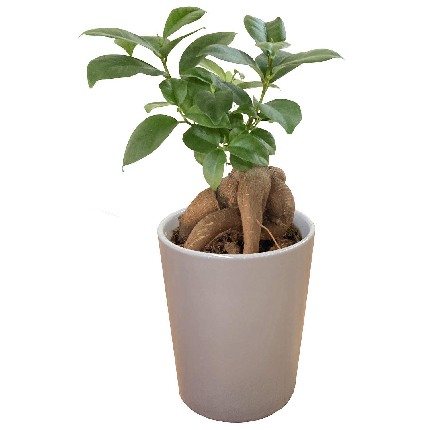 haluさま専用 Haruさま専用 HARUさま専用 ZX DAMPER 詳細情報|RACING