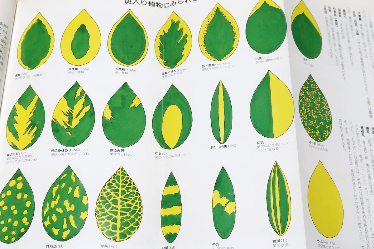 原色斑入り植物写真集・現代草木錦葉集・Variegated plants/現代