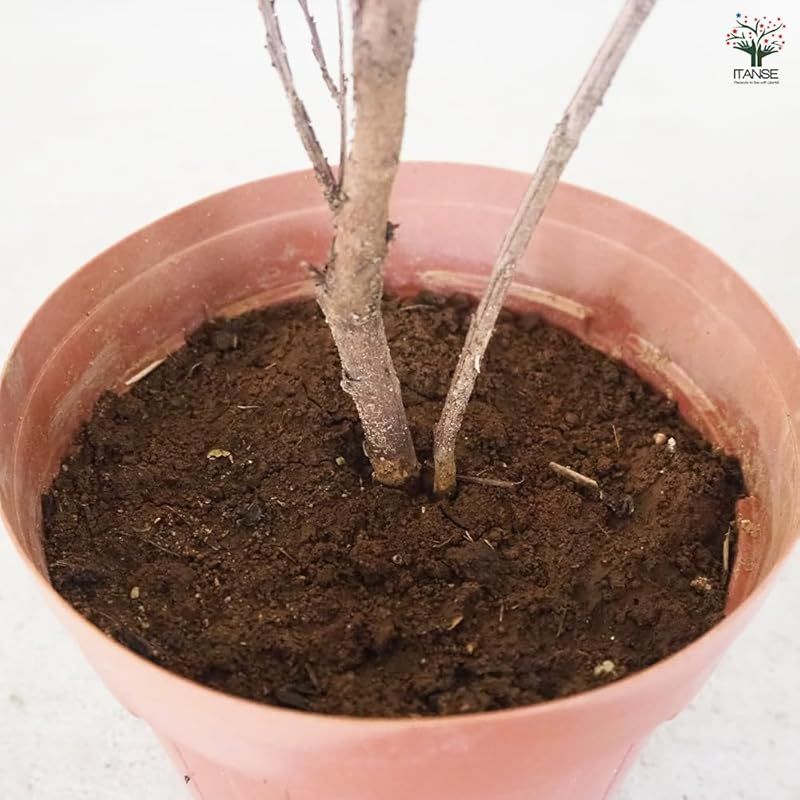 ヒャクジツコウ