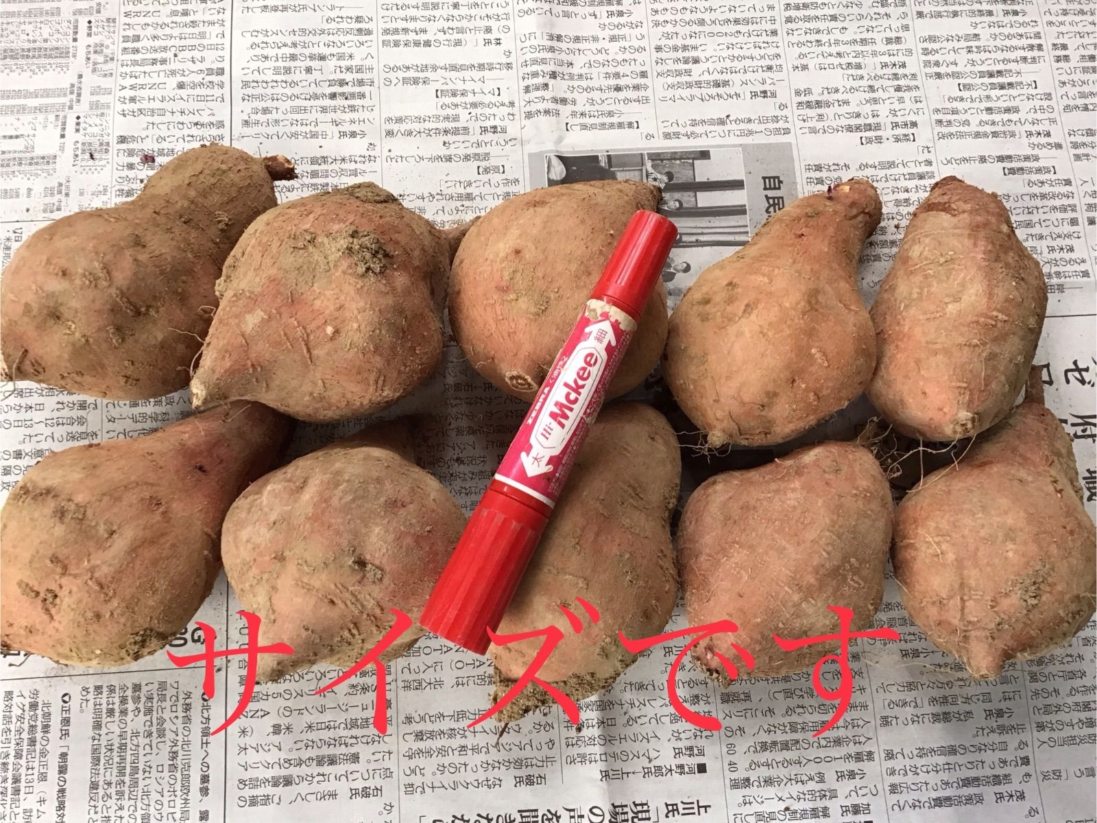 安納芋種子島産MLサイズ20kg さつまいも 安納芋 紅2025