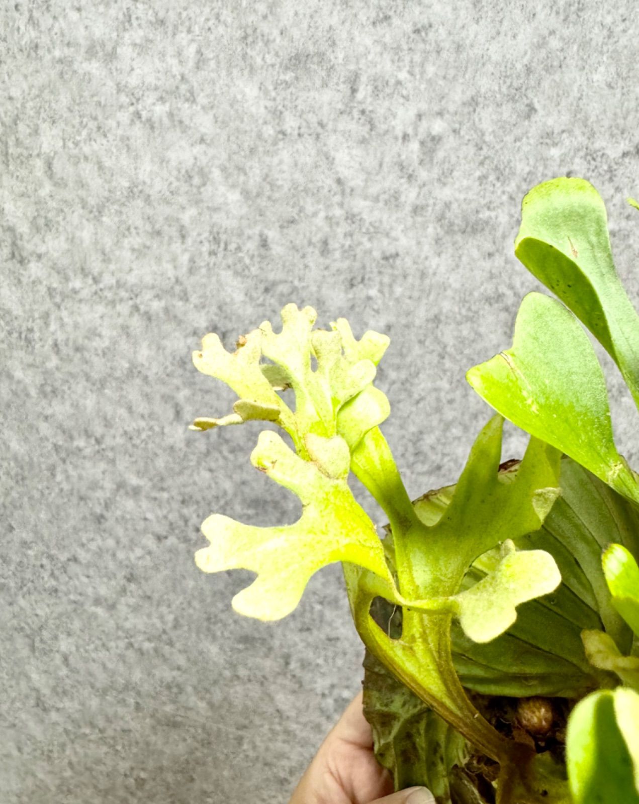 P.ridleyi wild】 綺麗な葉形 ビカクシダ リドレイ 安い