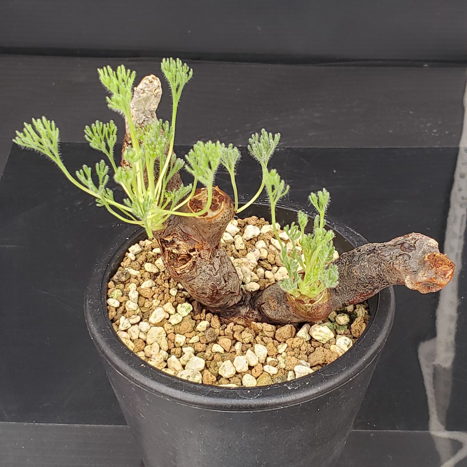 発根済み モンソニアムルチフィダ 鉢付き STORES | モンソニア