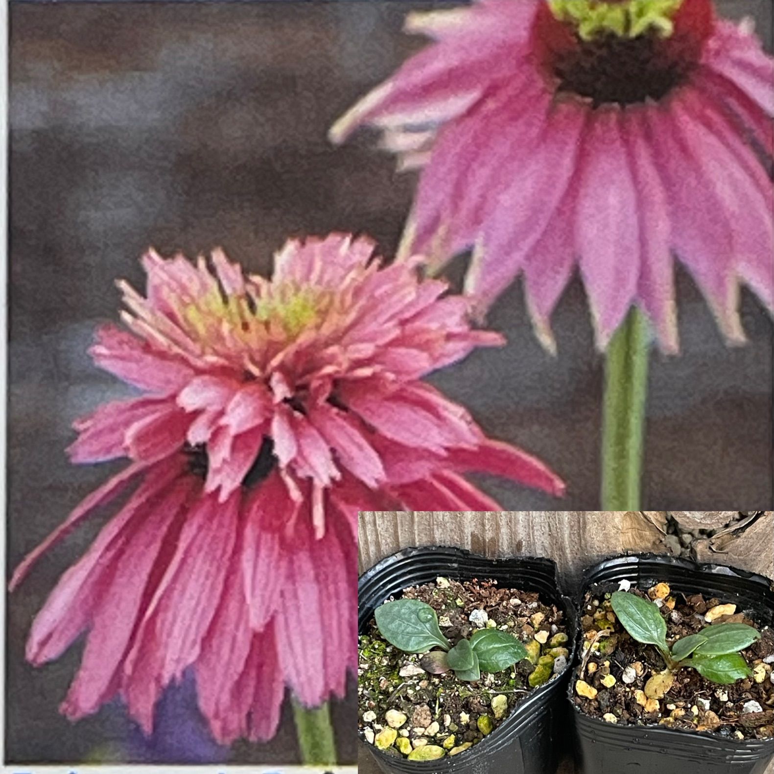 エキナセア（パラディソ）幼苗/八重性ローズ/宿根草/約80cm（ポットの