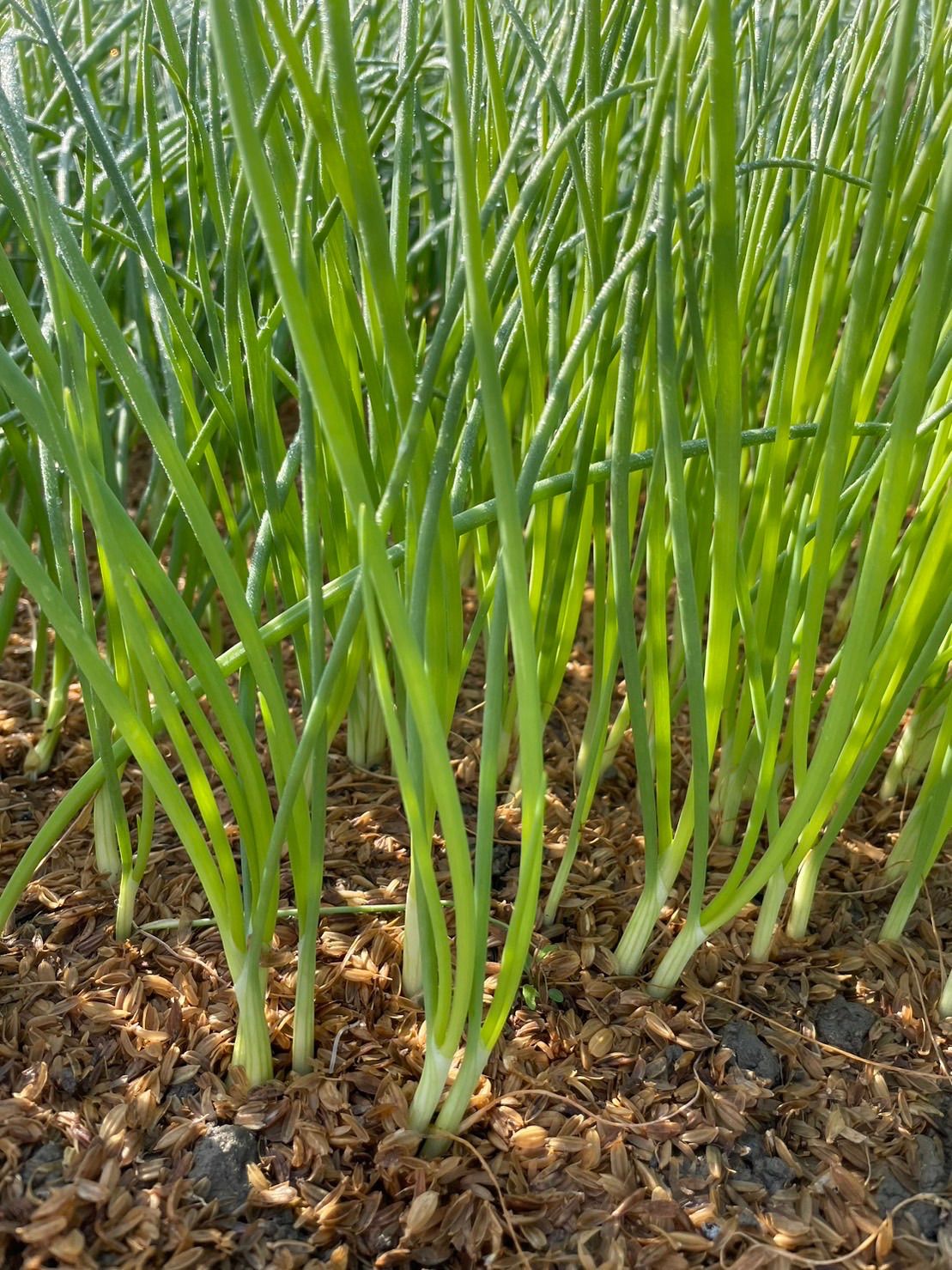 晩生種1,000本‼️ケルタマ玉ねぎ苗‼️栄養素が高い玉ねぎ‼️ - 丹波の