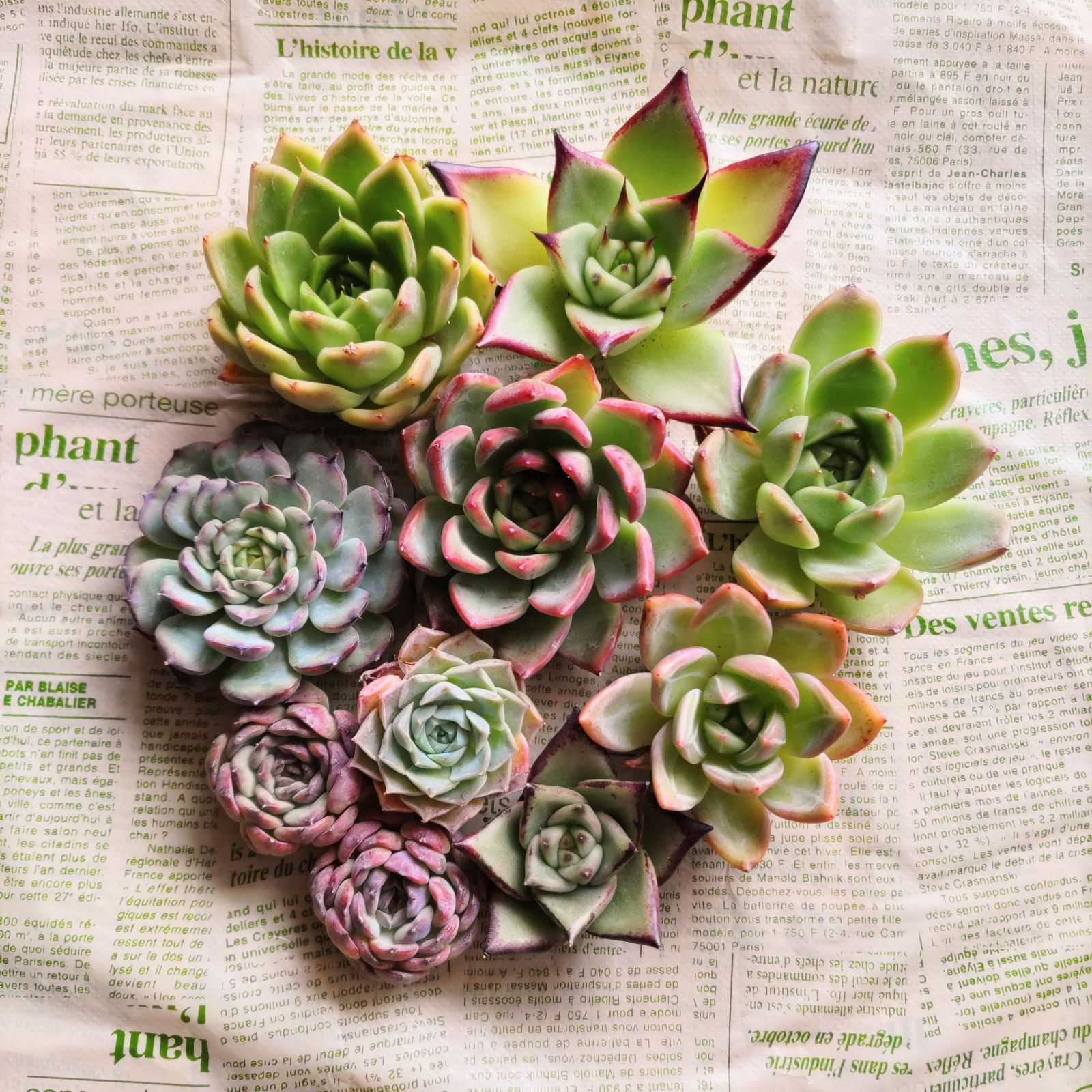 オープン記念 大特価 多肉植物 カット苗セット - メルカリ