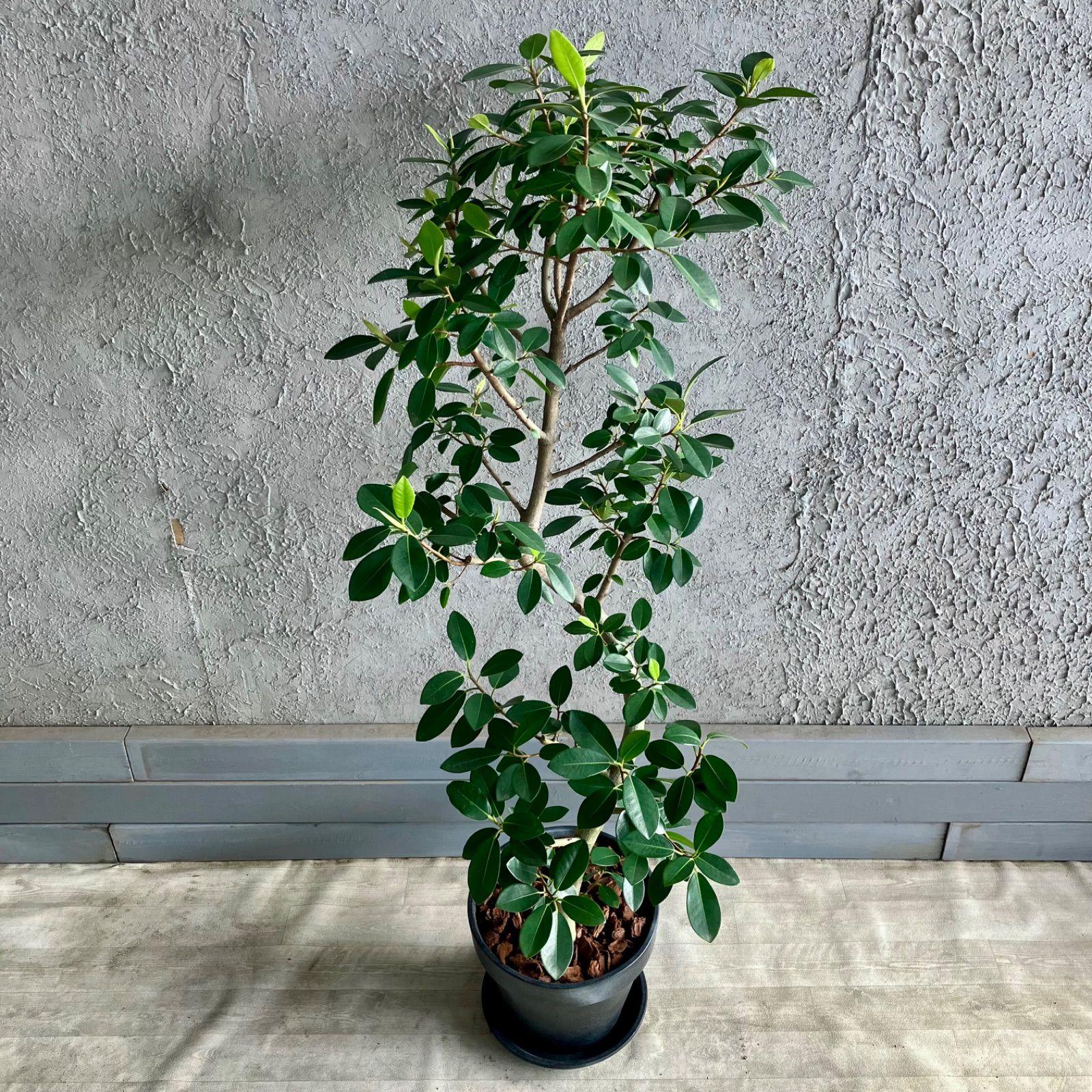 黒艶❗️フィカスバーガンディ⭐️朴タイプ⭐️3本立ち 観葉植物 黒艶