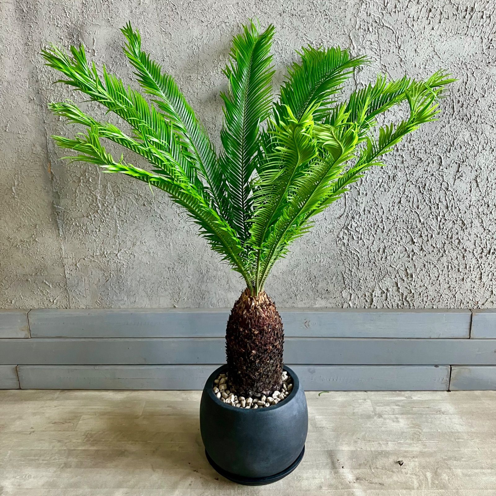 ソテツ 蘇轍 8号 テラコッタ鉢植え アンティーク風 受け皿付き ソテツ