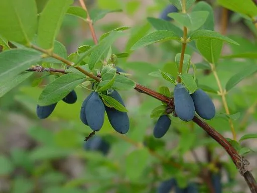 2025年最新】ハスカップ苗木の人気アイテム - メルカリ