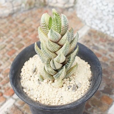 24d ハオルチア　多肉植物　白蓮花錦　自家繁殖 24d ハオルチア 多肉植物 白蓮花錦 自家繁殖 24d ハオルチア 多肉植物