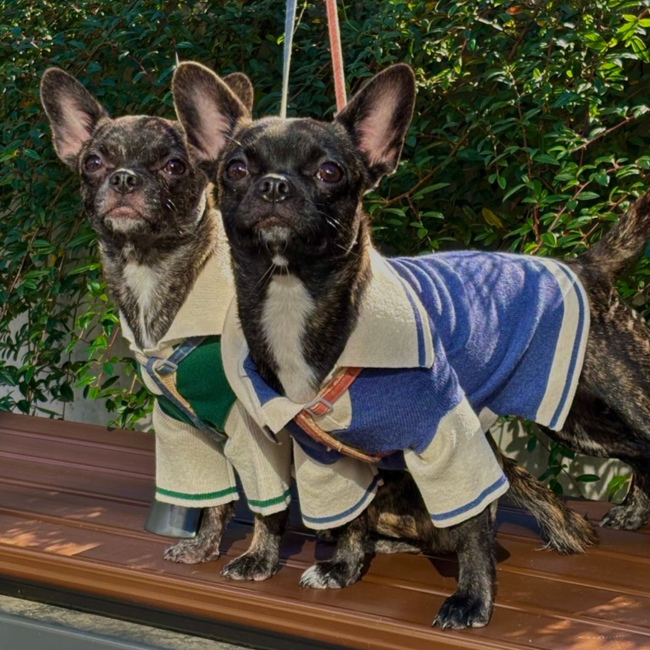 犬 とお 揃い の 服