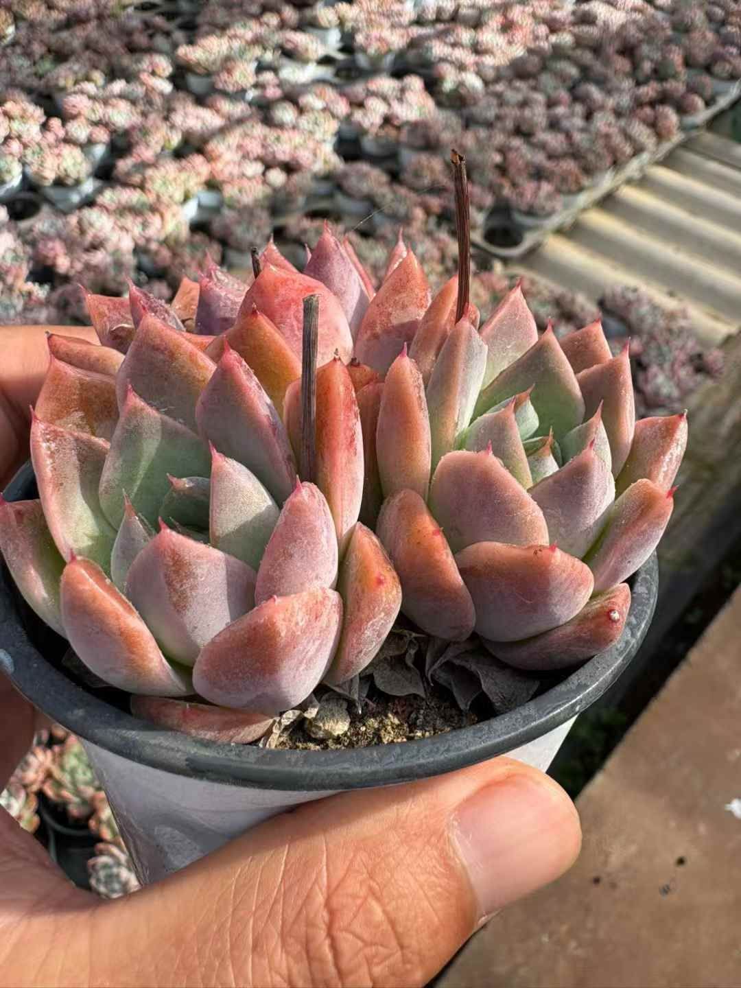 新発売 18株セット ピンクドリーム 抜き苗 多肉植物 佐川急便発送