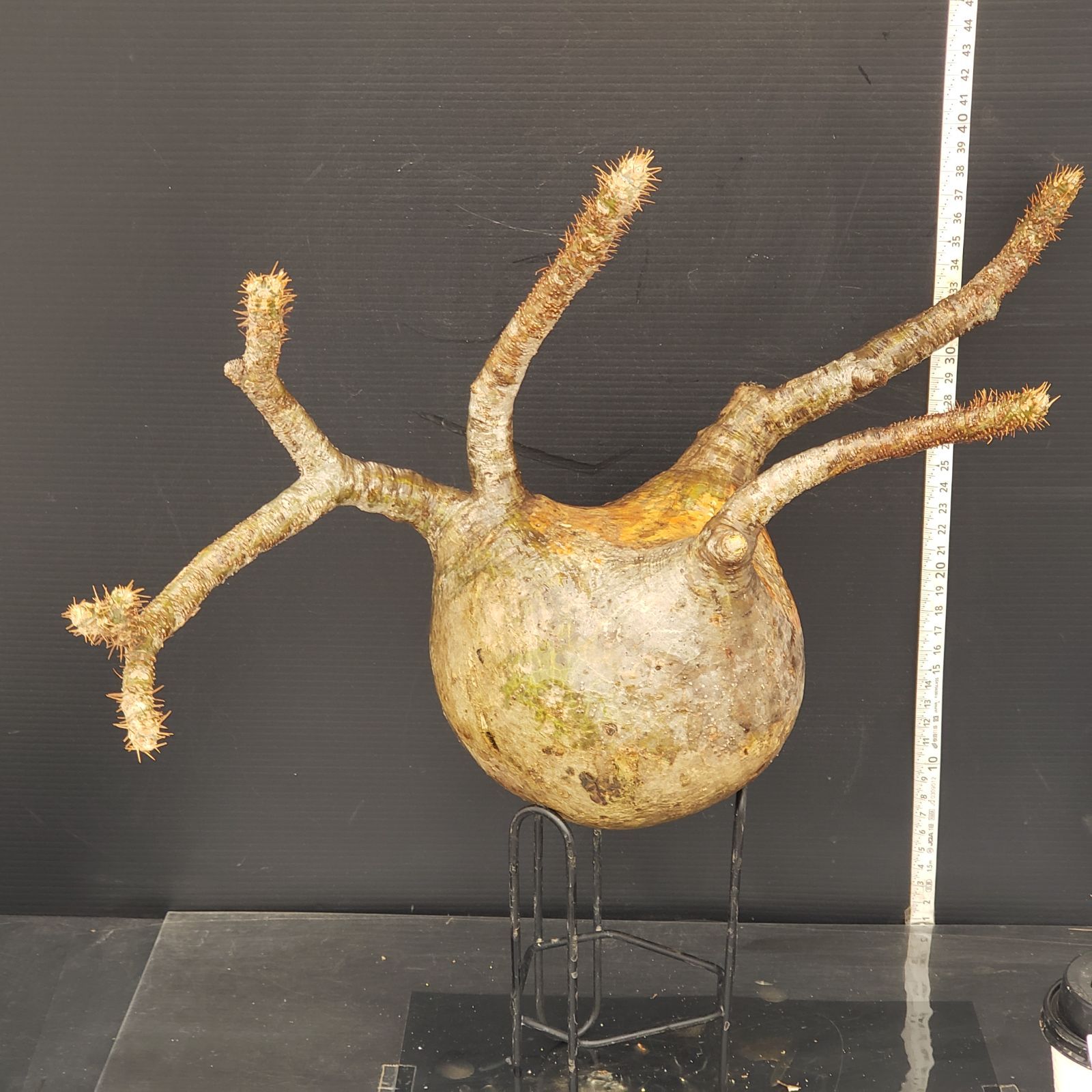 J566【最新到着】Pachypodium グラキリス（L）（現地球・抜き苗