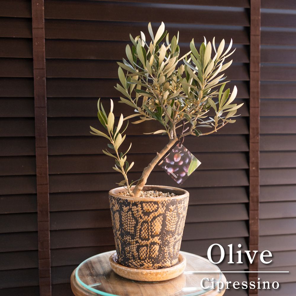 創樹 Olive オリーブの木 幹太 スネーク鉢 SOUJU Cipressino