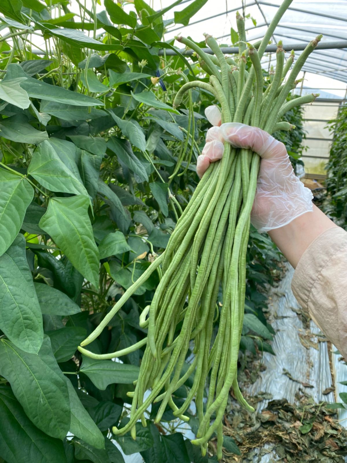 沖縄県産長ササゲ10Kg クール便発送 - 野菜