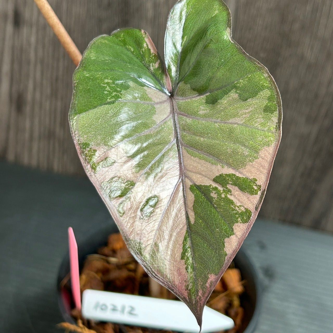 10212 Alocasia serendipity pink variegated アロカシア セレンディピティ ピンク 斑入り 送料無料 -  メルカリ