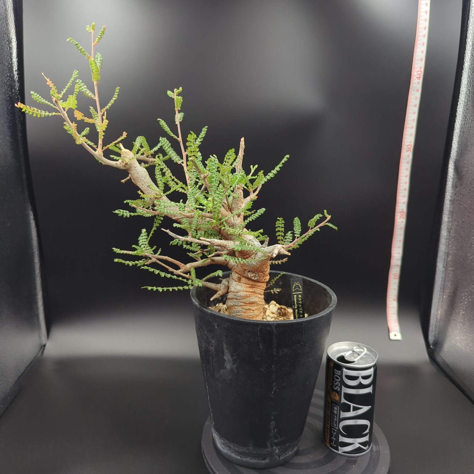 ボスウェリア・ネグレクタ (Boswellia neglecta) 発根済・現地球