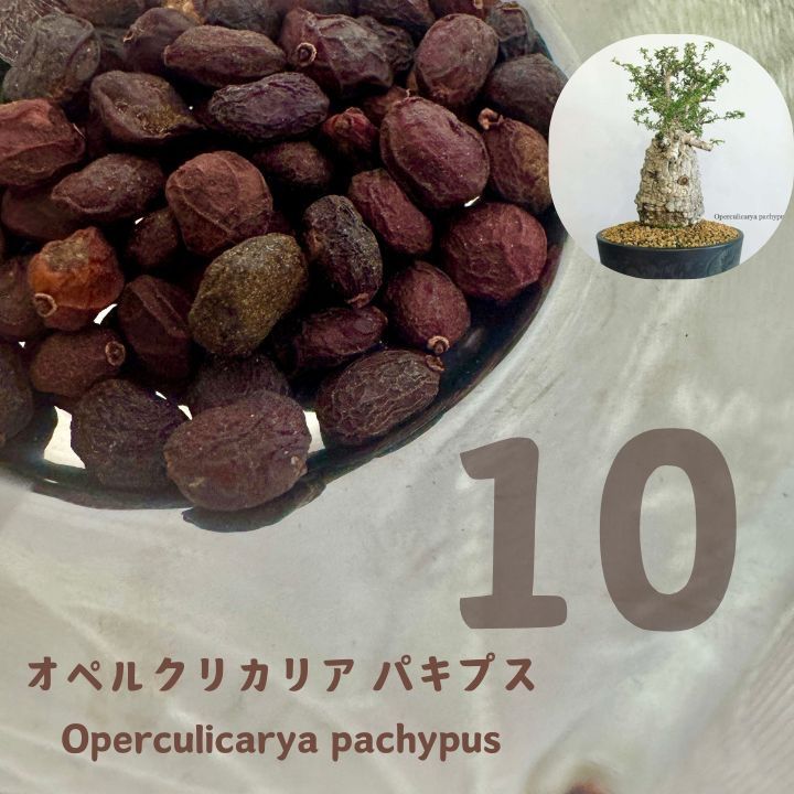 種子10粒】オペルクリカリア・パキプス 生臭 Operculicarya pachypus 種