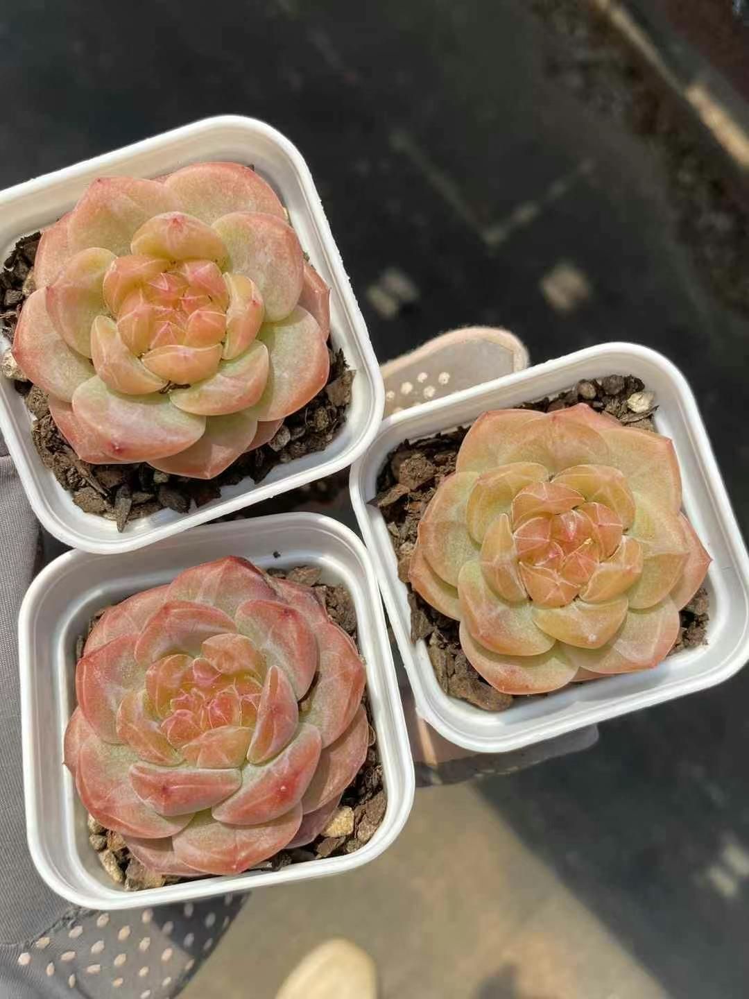 富貴蘭 風蘭 駿河覆輪＆玉金剛 ライカ様専用