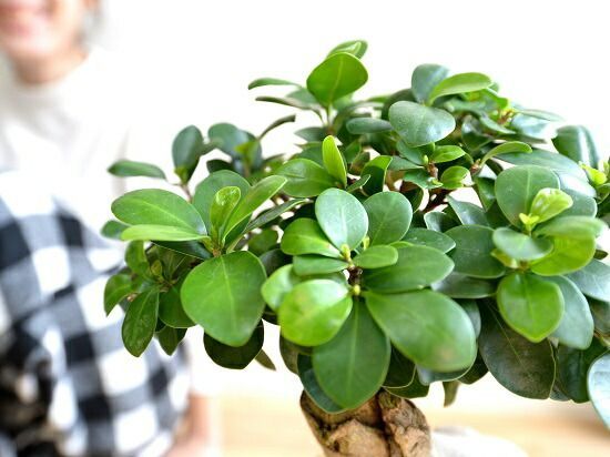 ガジュマル 盆栽 陶器鉢付き(新品) 楽天市場】多幸の木 ガジュマル 盆栽風 8号 ホワイトスクエア