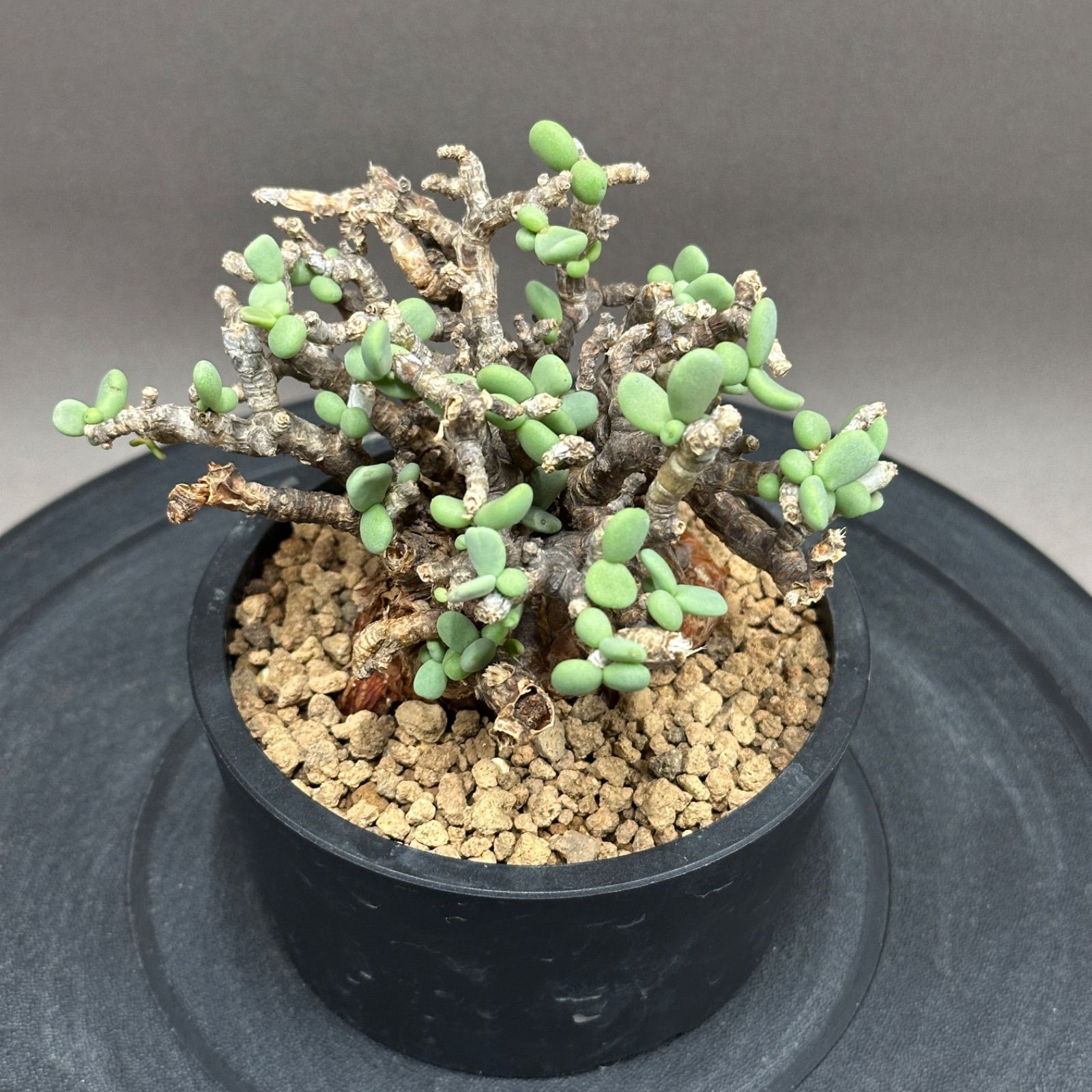 山木 甲州野梅 白一重 甲州野梅 ※実生ピンク変わり花 - 素材盆栽