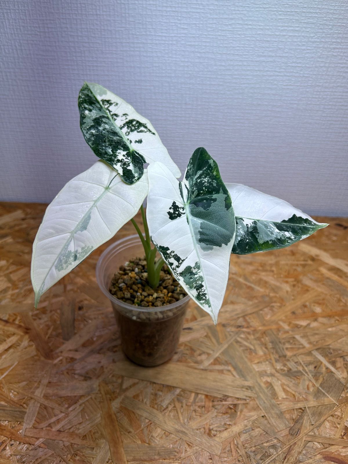 アロカシア 斑入り グリーンベルベット 匿名配送 アロカシア 斑入り グリーンベルベット 匿名配送