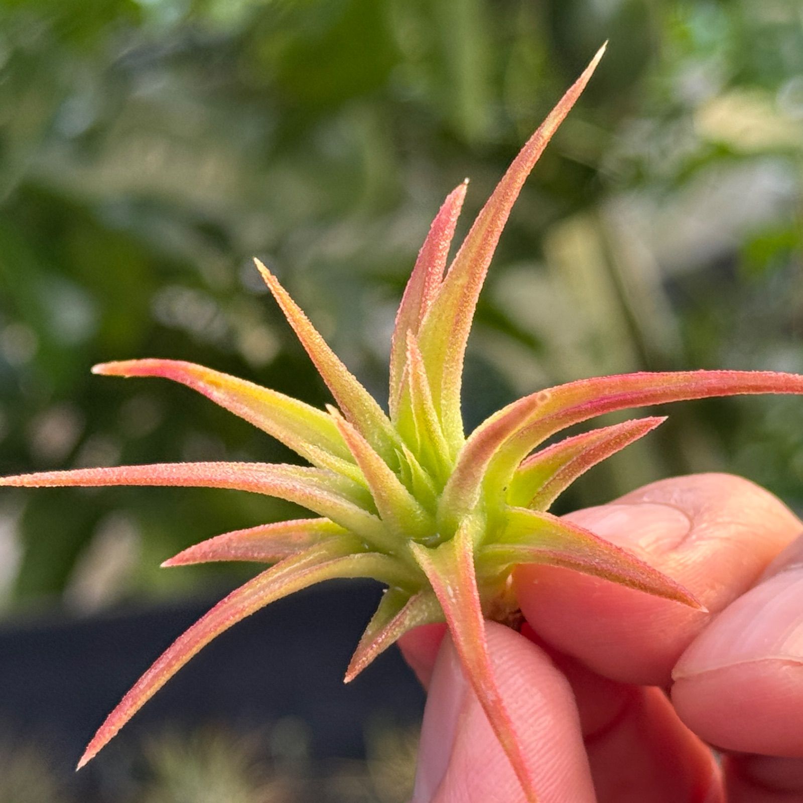 バンハイニンギー　チランジア チランジア バンハイニンギー （オレンジ） Tillandsia