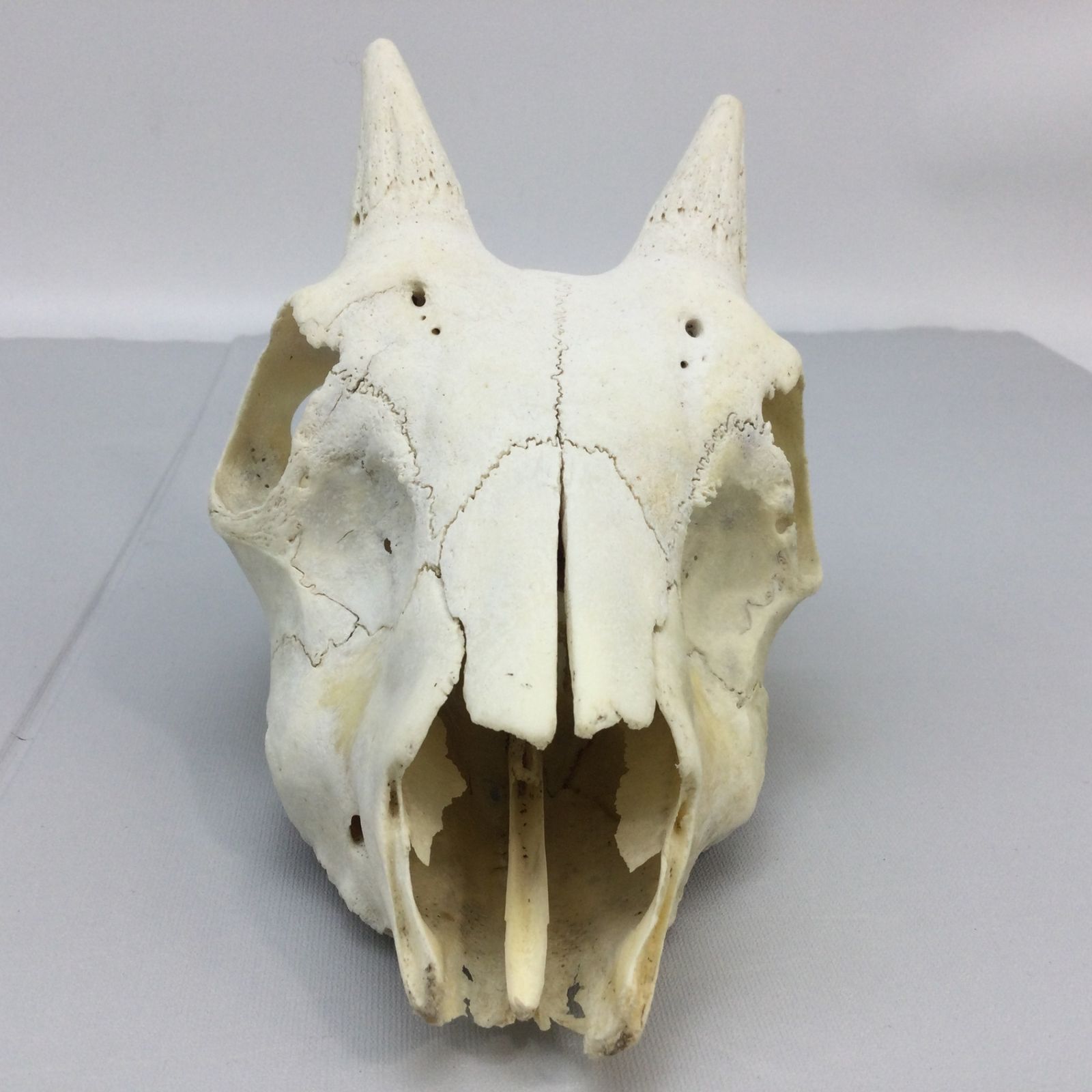 ノロジカのオブジェ 天然 頭骨付き 天然ニホンジカの角 オブジェ(土台付き) 【配送不可地域あり