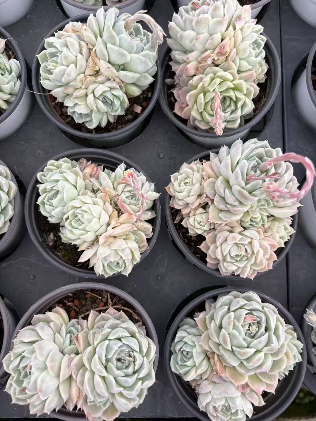 36株の抜き苗セット】白月影 多肉植物 佐川急便発送 エケベリア 韓国苗