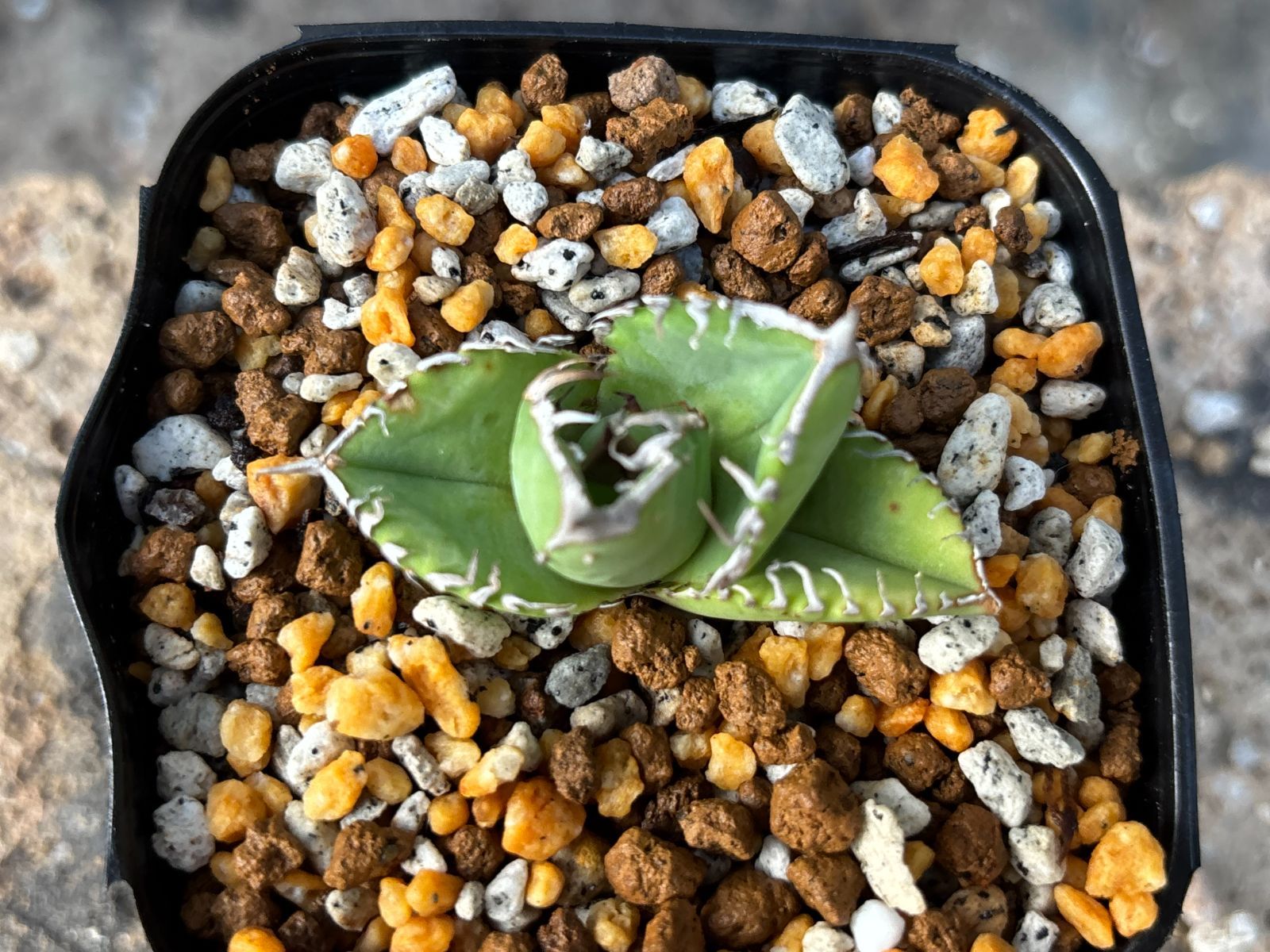 Dragon Agave産》アガベ チタノタ 'DENNIS 018'｜台湾アガベ、中株1点