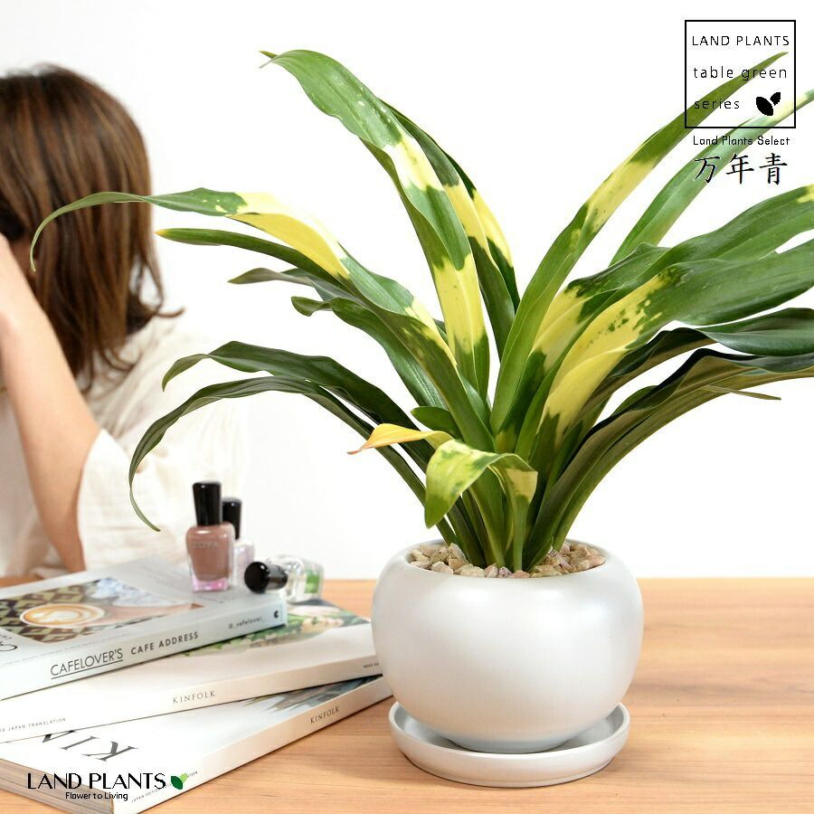 万年青 オモト おもと 万年青 オモト おもと 古典園芸 観葉植物 羅紗系